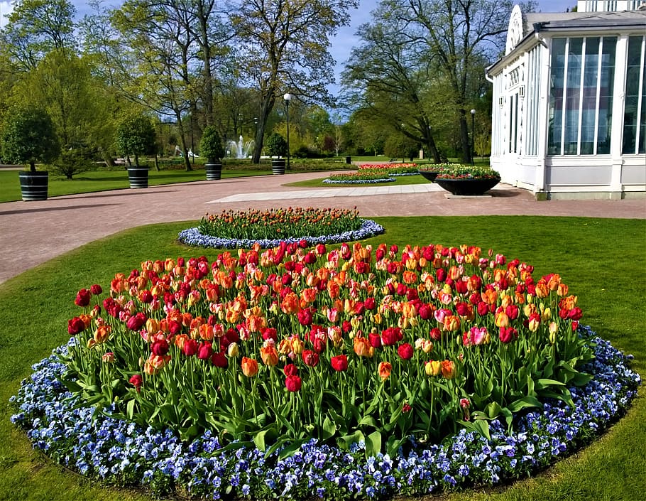 tulips, gothenburg, the garden society of gothenburg, tulip, discount, garden, flowers, greenhouse, the palm house, cultivation