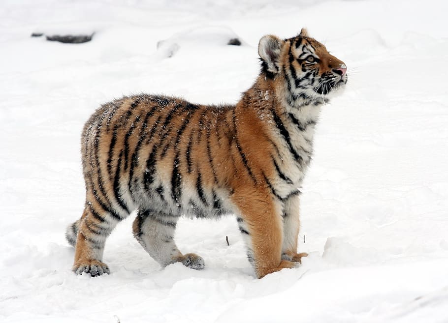 marrom, branco, tigre, em pé, neve, coberto, terreno, dia, filhote de tigre, inverno