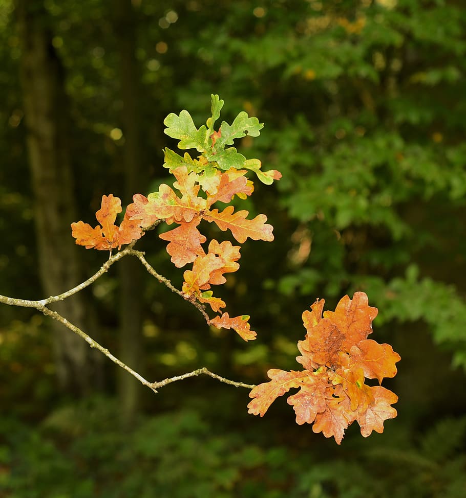 roble, hoja, otoño, hojas de roble, verde, naturaleza, bosque, emerger, hoja de roble, follaje de otoño