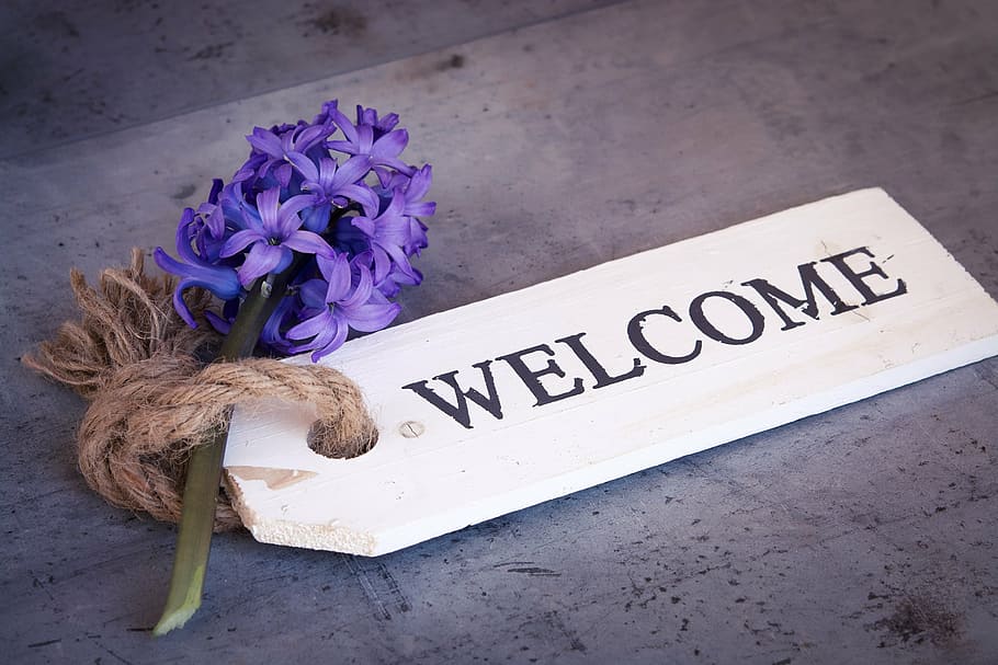 purple, hyacinth, white, wooden, welcome, tag, flower, blue, blue flower, spring flower