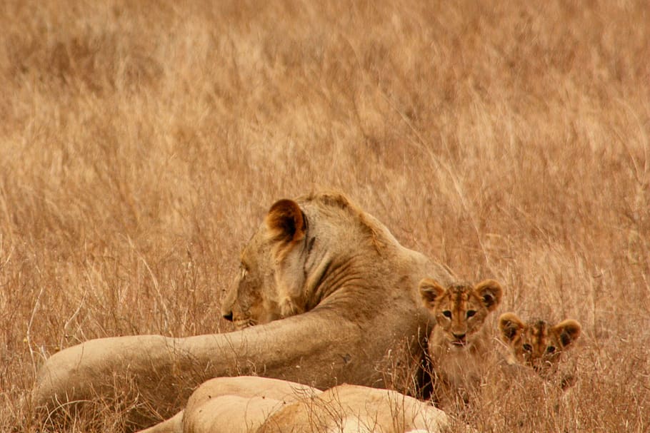 singa di rumput, singa, bayi, hewan, keluarga, liar, mamalia, safari, afrika, perjalanan