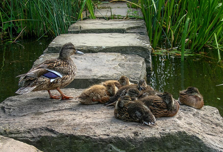 duck family, ducks, duck, animal, water, nature, wild, duck bird, duck baby, hanover