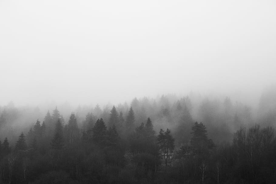 черный, белый, черный и белый, утро, туманный, лес, чб, облака, туман, природа