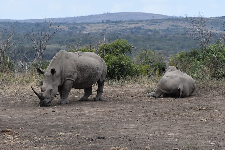 white rhino, rhino, south africa, mammal, wildlife, safari, endangered, horn, big, natural