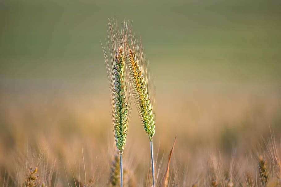 tilt shift lens photo, wheat, nature, grain, cornfield, barley, landscape, plant, food, cereals