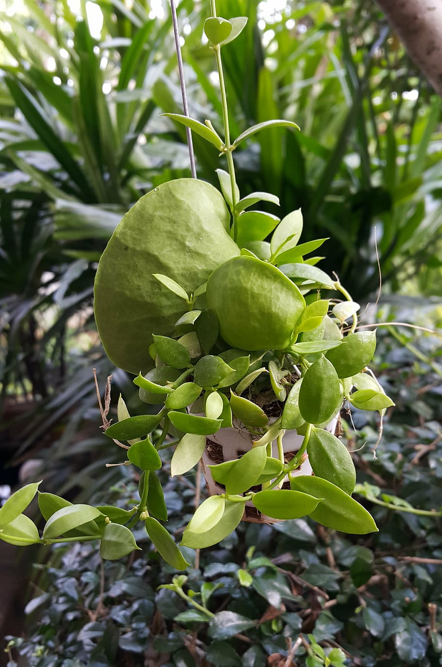 dischidia pectenoides, ant plant, dep krapao, hoya plant, เดป กระเป๋า, growth, green color, leaf, plant, plant part