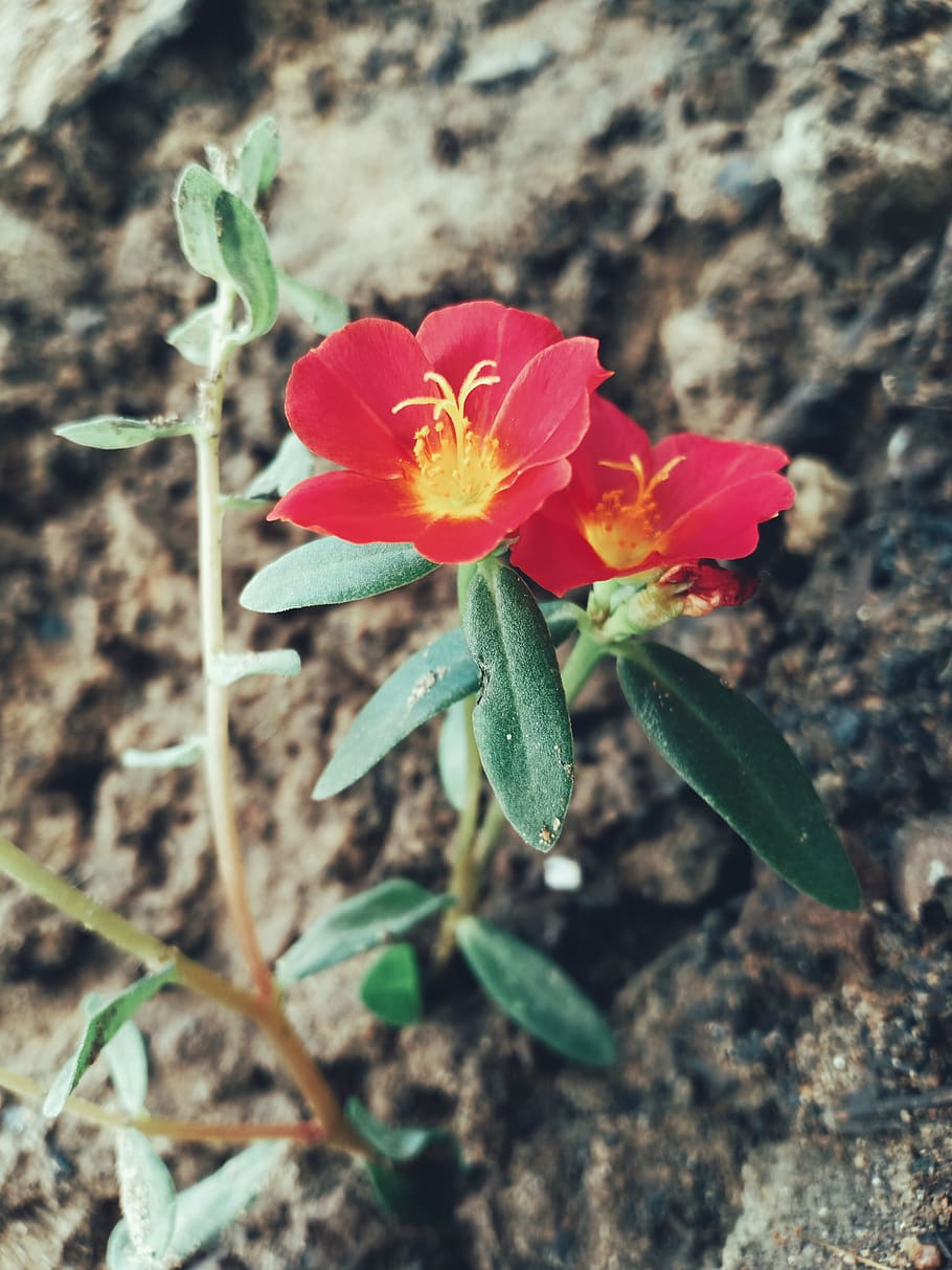 portulaca grandiflora, grass, nature, landscape, flowering plant, flower, beauty in nature, plant, growth, fragility