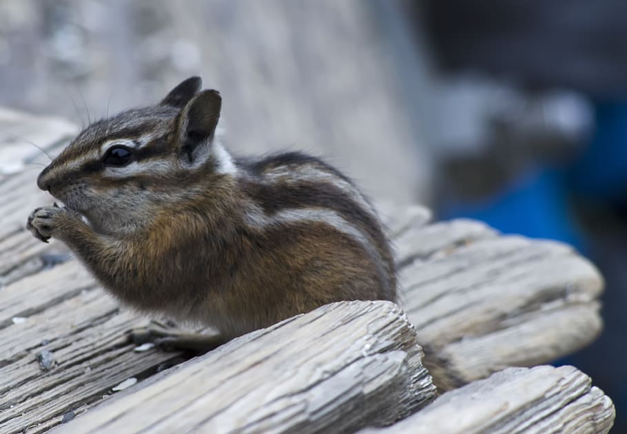 chipmunk, cute, furry, striped, weathered wood, wildlife, small, mammal, colorado, adorable