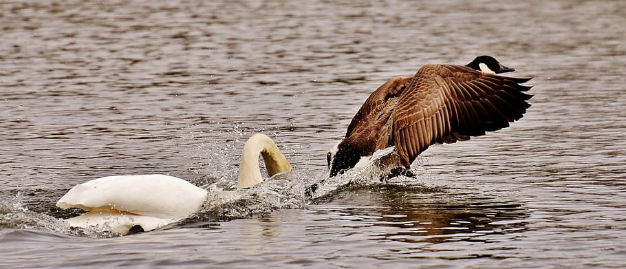 white, flamingo, brown, bird, body, water, daytime, swan, bite, wild goose