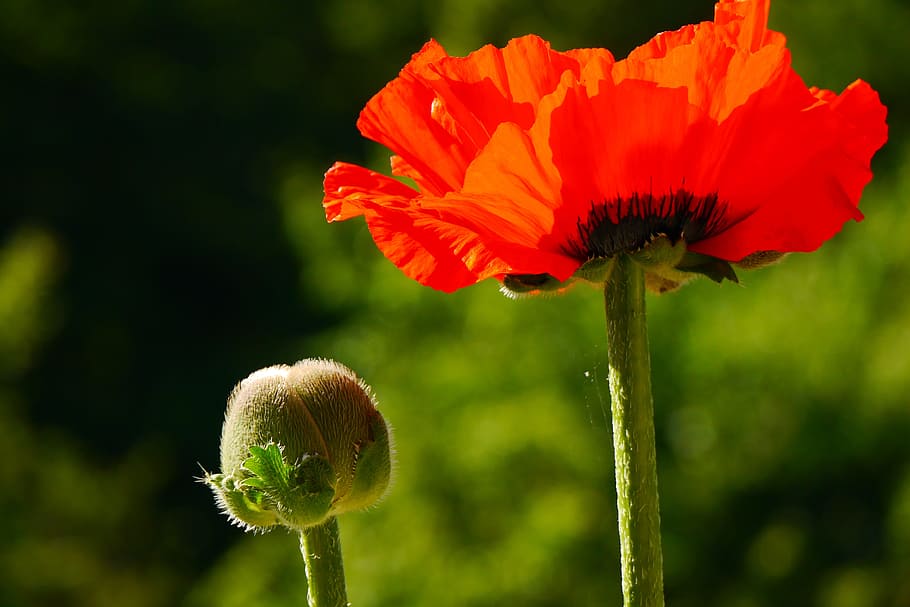 selective, focus nad close-up photography, red, poppy, selective focus, nad, close-up photography, red poppy, poppy flower, flower