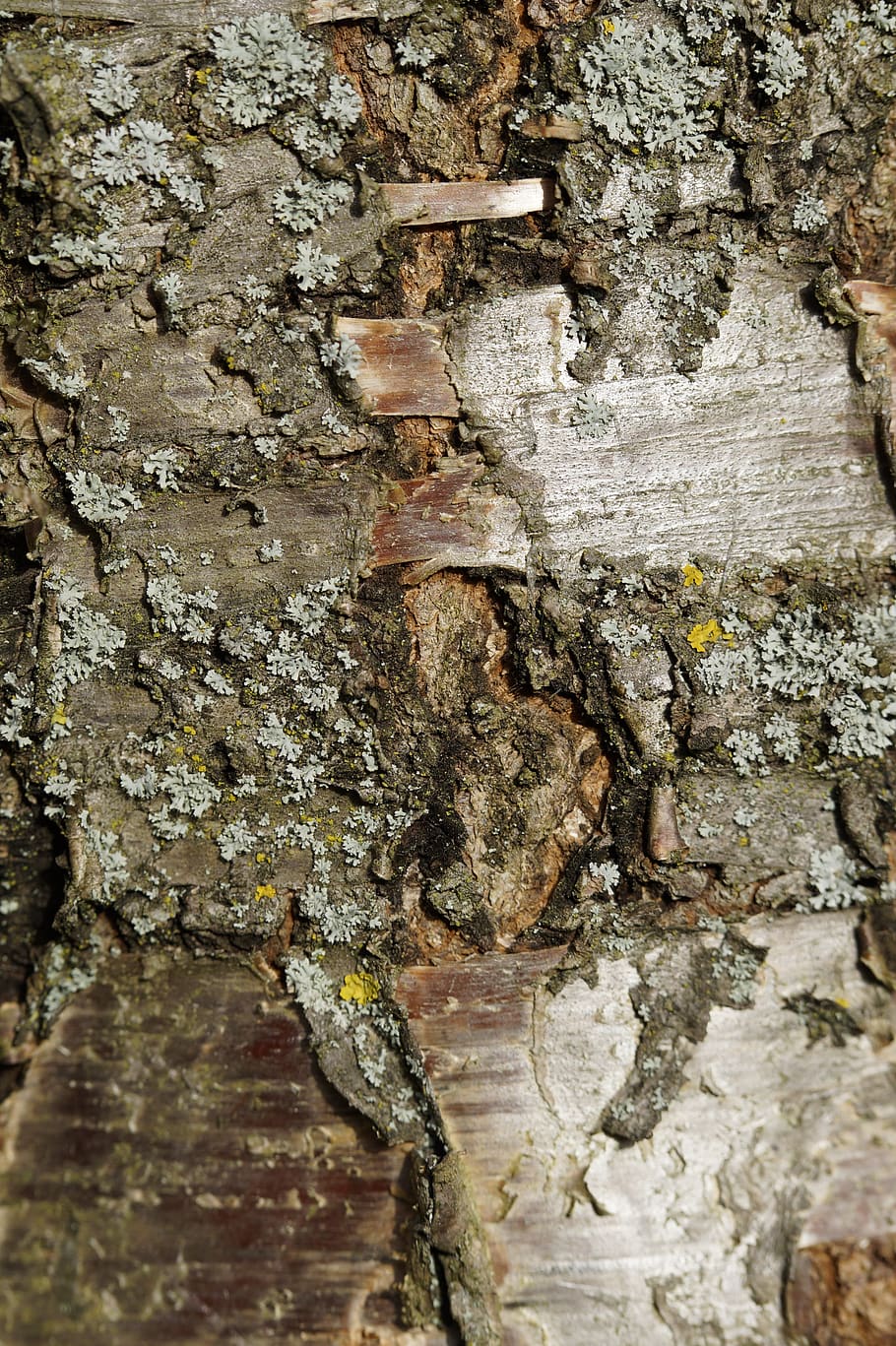 bark, tree bark, cherry, cherry tree, tree, close up, structure, background, texture, rau