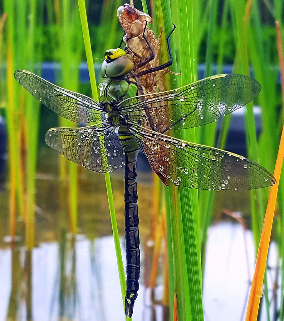 dragonfly, pond, garden pond, insect, nature, larva, aquatic plant, animal wildlife, animals in the wild, invertebrate