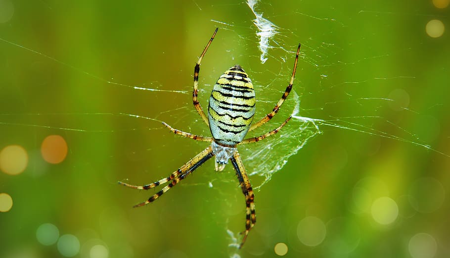tygrzyk paskowany, female, arachnid, abdomen, model, animals, nature, at the court of, invertebrates, closeup