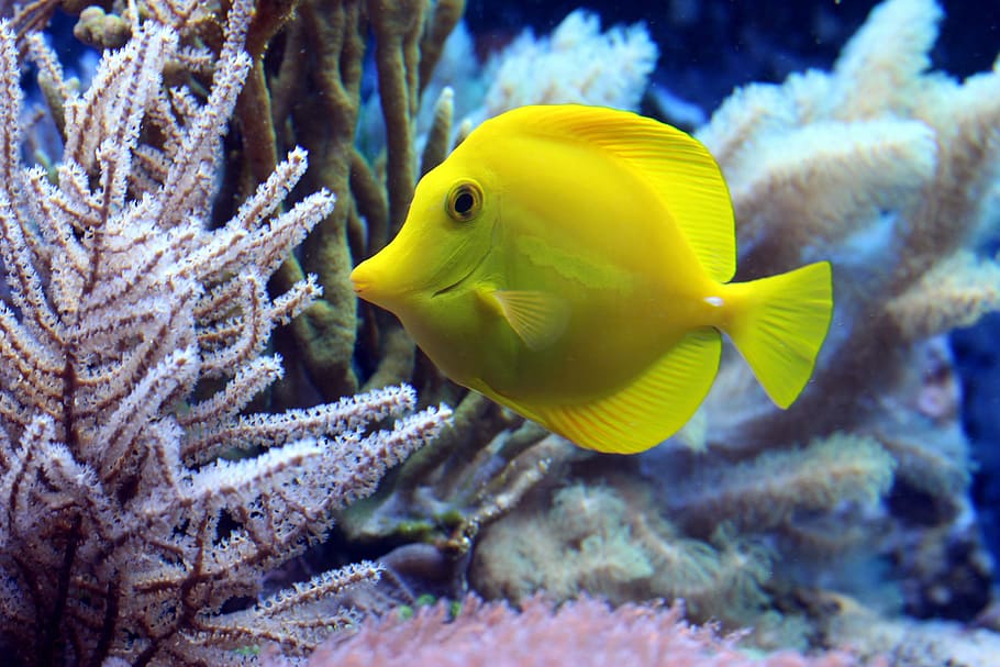 yellow tang fish, fish, coral, surgeonfish, underwater, diving, sea, aquarium, underwater world, water