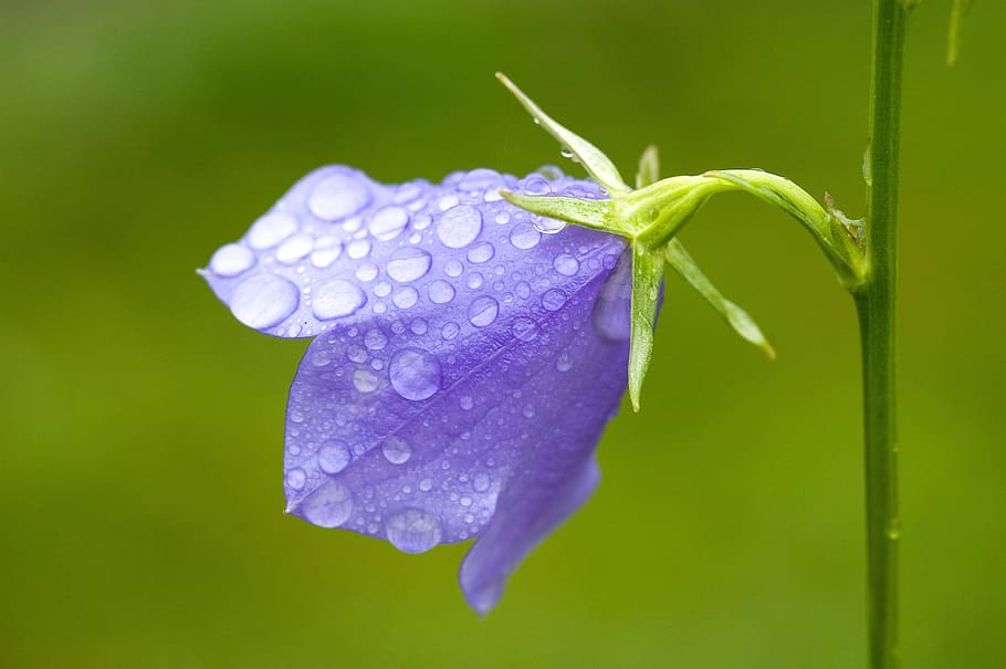 Azul, bellflower, flor de pétalas roxa, planta, flor, close-up, beleza natural, frescura, crescimento, gota
