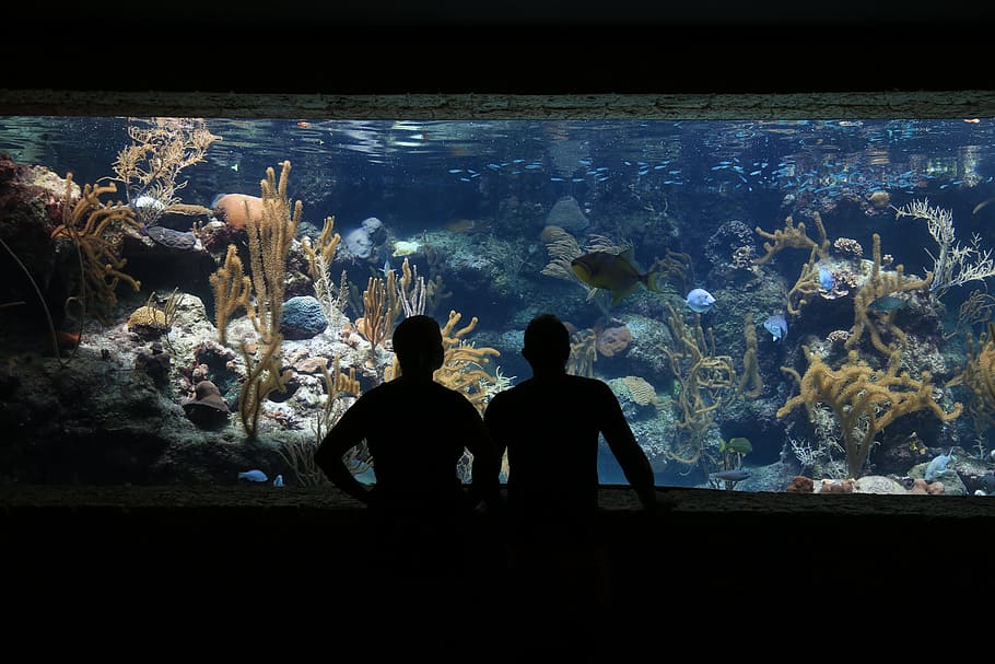 rectangular, gray, framed, fish tank, Aquarium, Fish, Submarine, Water, silhouettes of people, silhouette