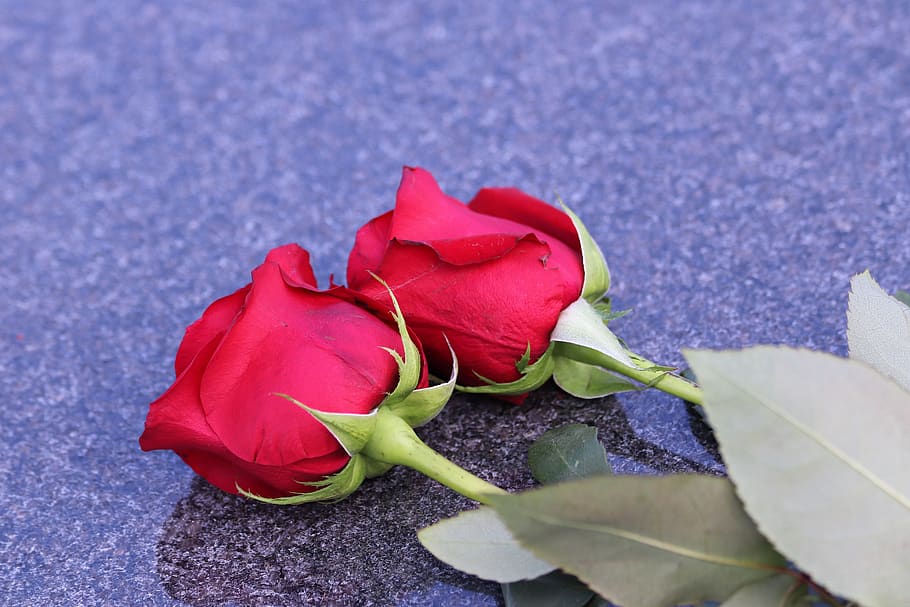 duas rosas vermelhas, símbolo do amor, lápide, natureza, cemitério mirogoj, zagreb, ao ar livre, flor, planta com flor, beleza da natureza