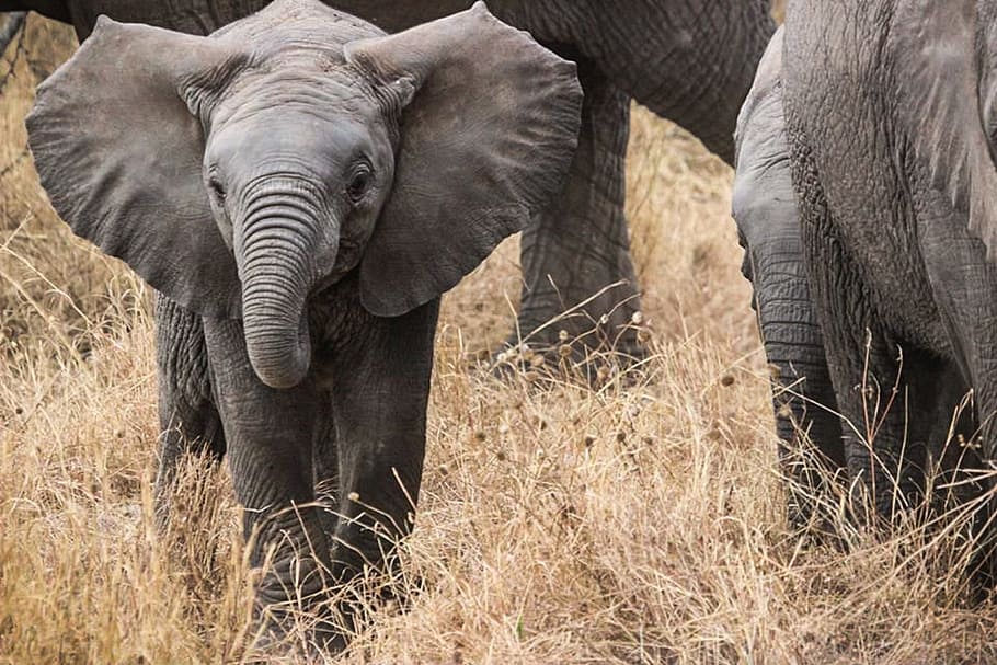 dua gajah abu-abu, bayi gajah, safari, gajah, afrika, serengeti alam, taman nasional serengeti, belalai, hewan, mamalia