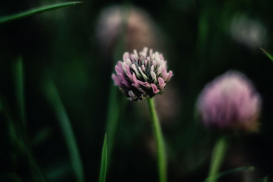 red, clover flower, selective, focus photography, nature, plants, stem, green, flowers, pink