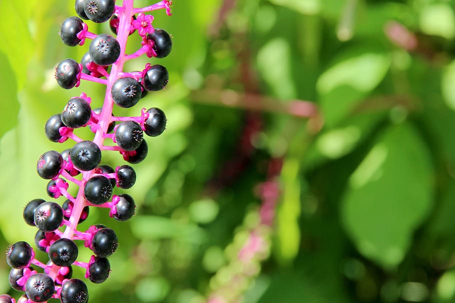pokeweed amerika, phytolacca americana, spesies invasif, berry, tanaman, semak, black berry, bed, buah, blackberry