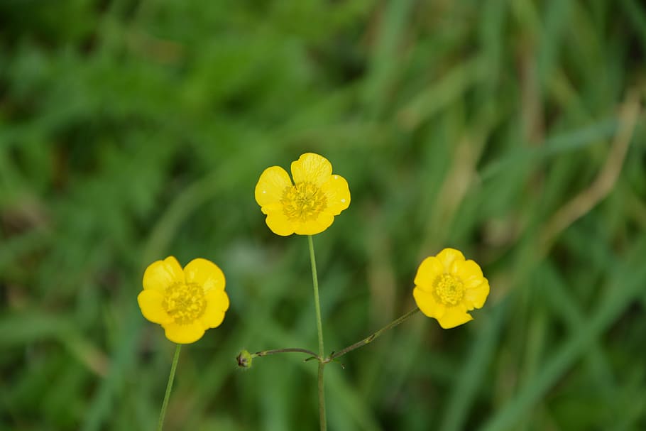 yellow flowers, buttercup, grass, nature, flower, country, flowering, pre, prairie, buttercups