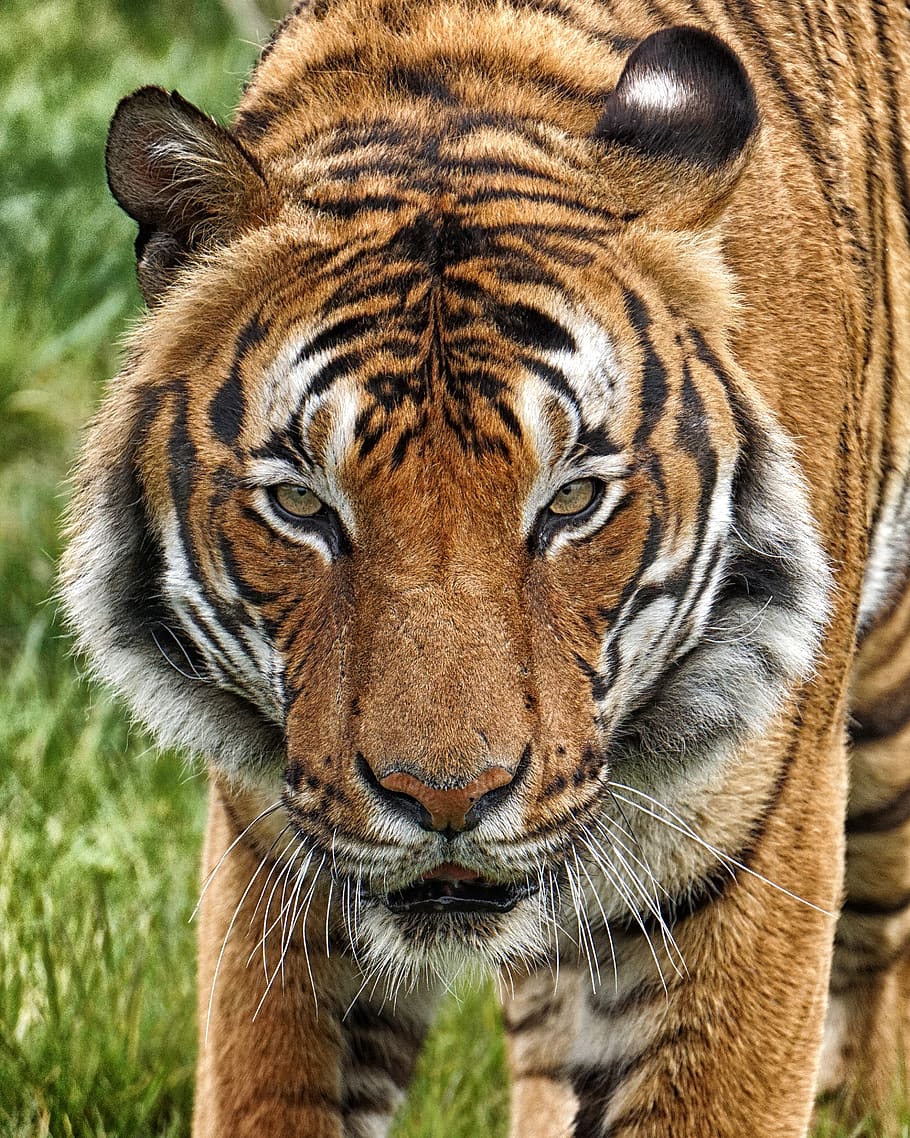 tiger malayan tiger, lonely, wild, animal, nature, feather, wildlife, water, zoo, portrait