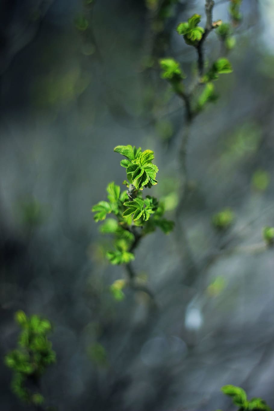 selektif, fotografi fokus, hijau, tanaman, daun, alam, blur, pertumbuhan, warna hijau, tidak ada orang
