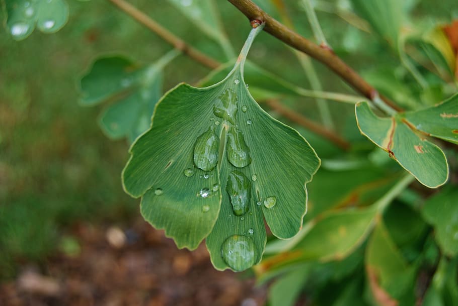 leaf, green, ginkgo, environment, water, drip, of course, fresh, rain, plant