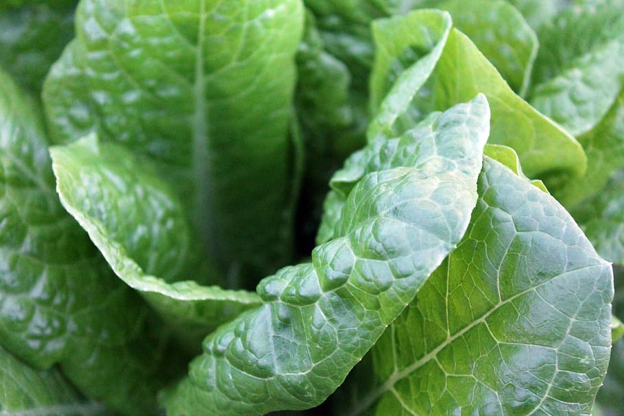 green, lettuce, vegetables, food, leaf, plant part, green color, food and drink, vegetable, healthy eating