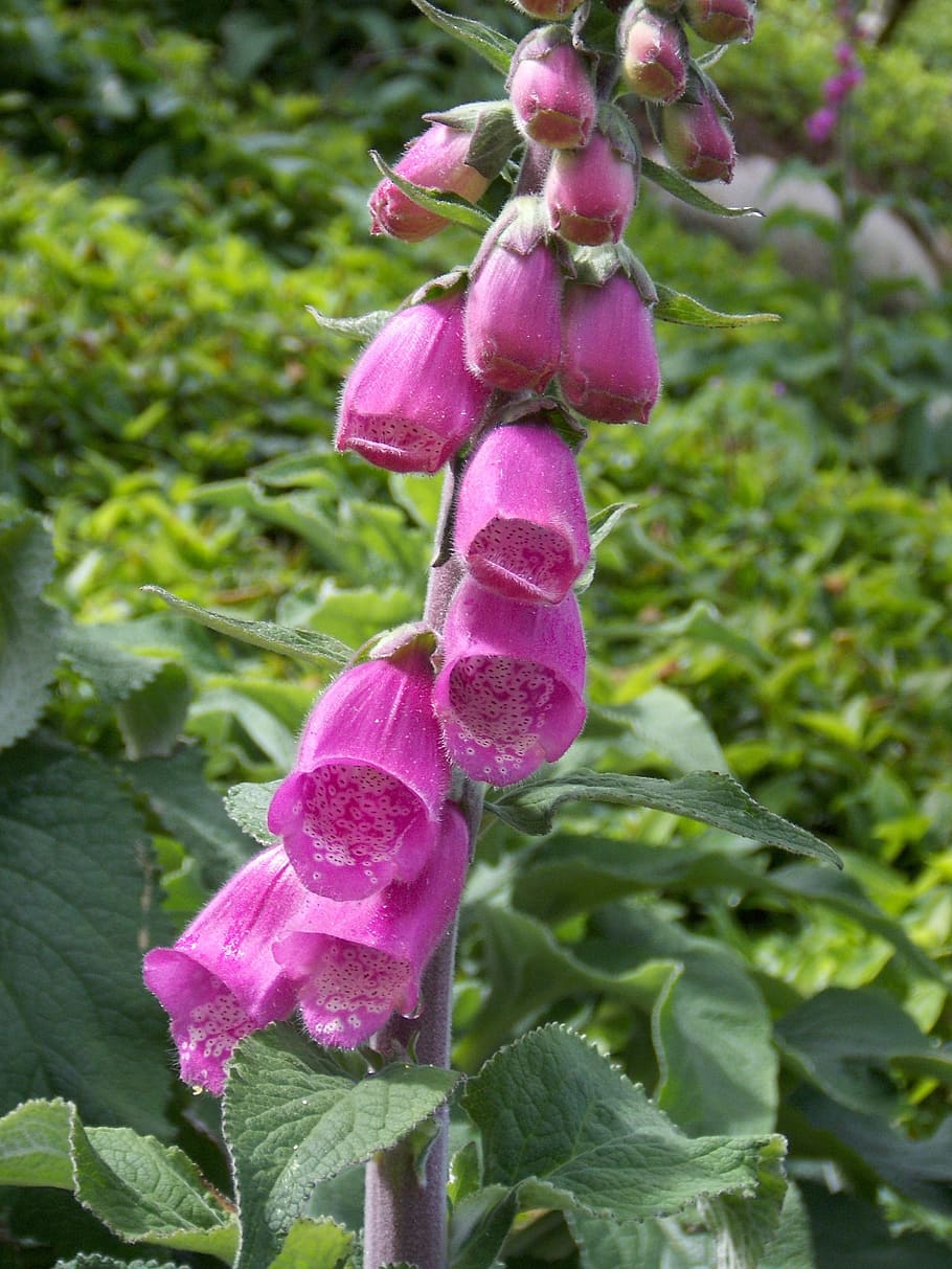 Foxglove, Digitalis Purpurea, Flower, rosa, nature, plant, leaf, green Color, purple, outdoors