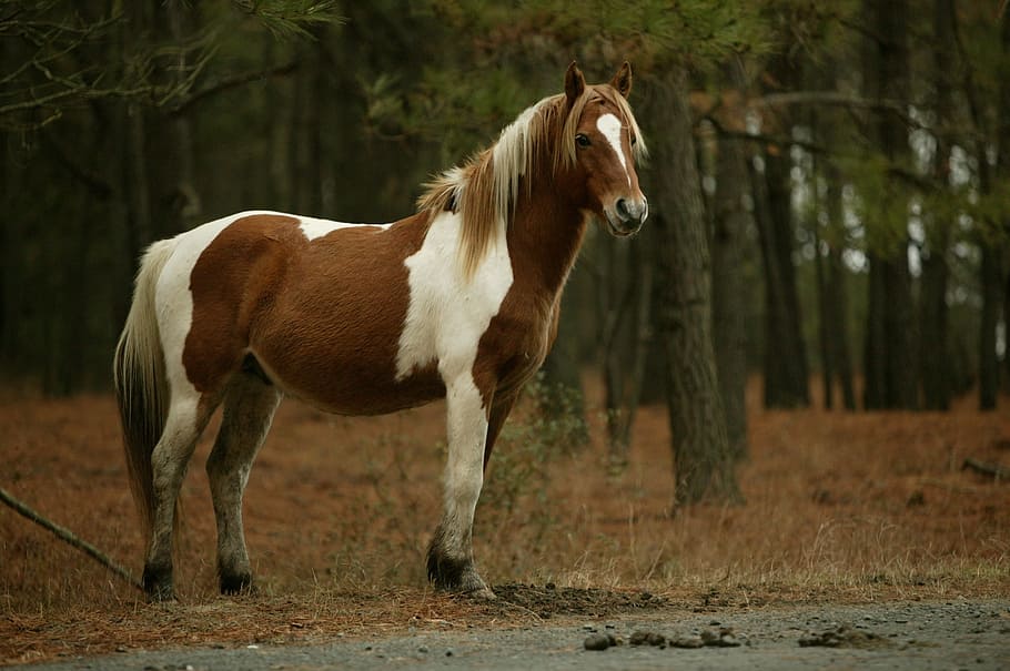 brown, white, horse, standing, forest, wild ponies, grazing, ponies, chincoteague island, virginia