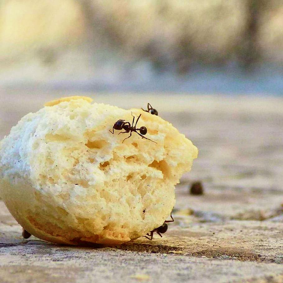 Animales, hormigas, trabajo, pan macro, pequeño, hormiga animal, escarabajo, cerrar, insectos, trabajador