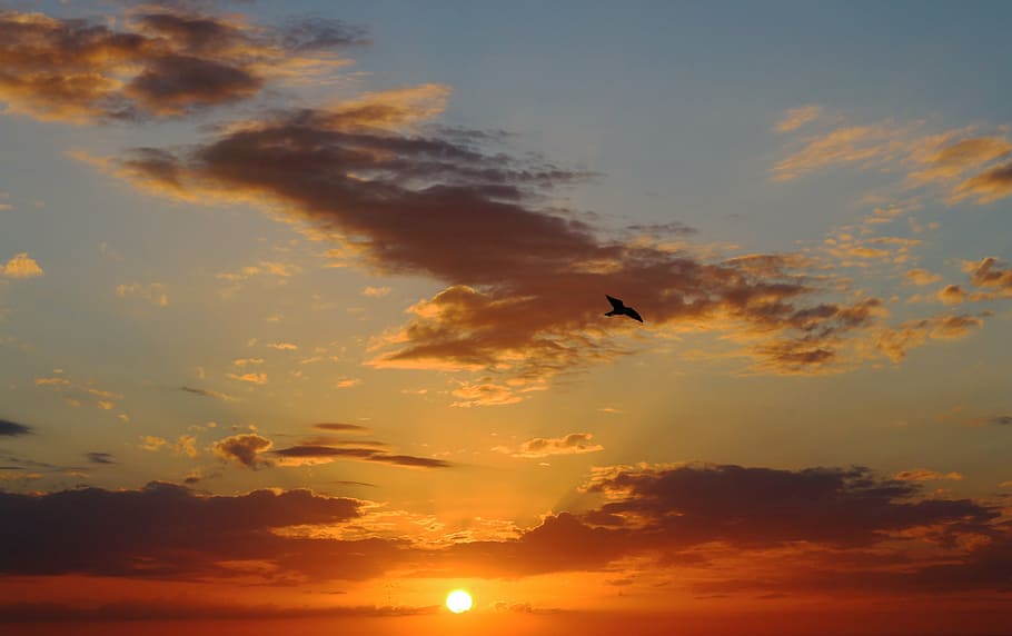 bird, flying, sun, set, sunset, sea, landscape, horizon, clearwater beach, florida