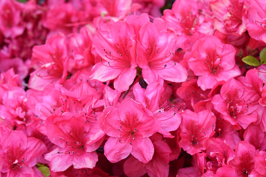 flores, las flores de rododendro, rododendro rosa fucsia, floración de  primavera, plantas, flores preciosas, flora, naturaleza, romántico,  primavera | Pxfuel