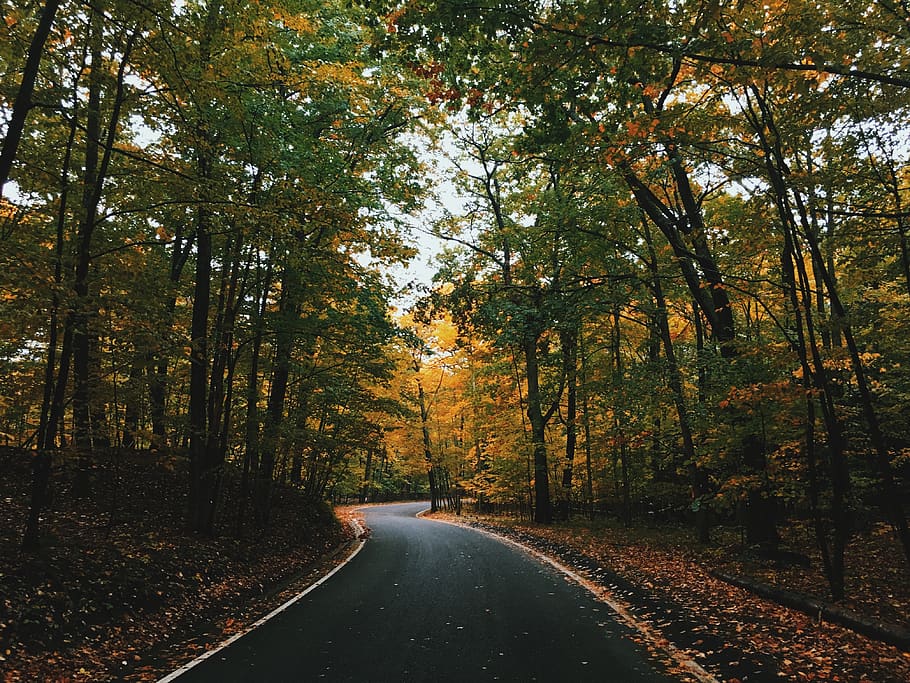 trees, clolorful, plant, forest, nature, leaves, fall, autumn, road, tree