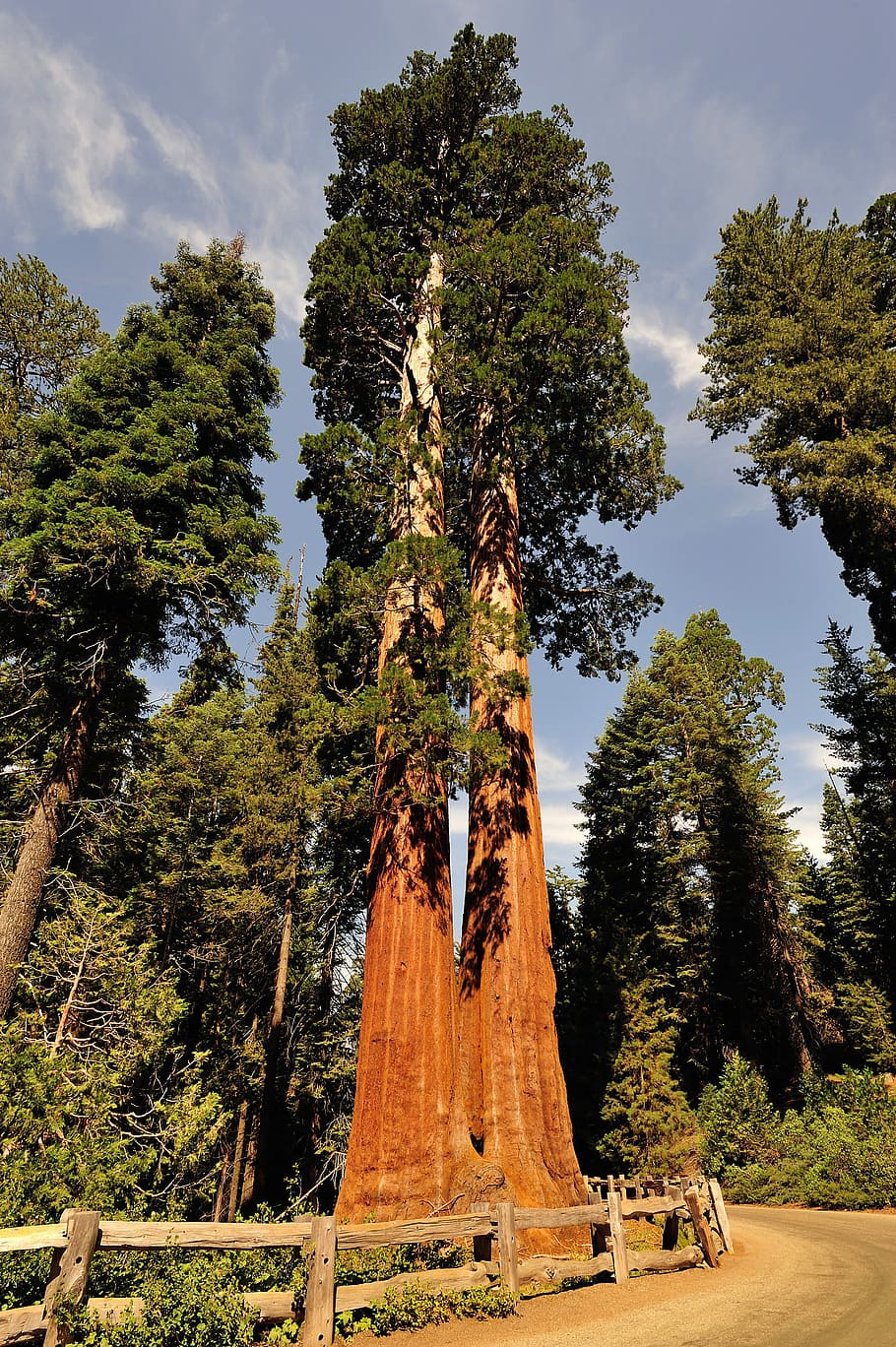 pohon raksasa, sequoia, nasional, taman, raksasa, pohon, Taman Nasional Sequoia, California, foto, pinus