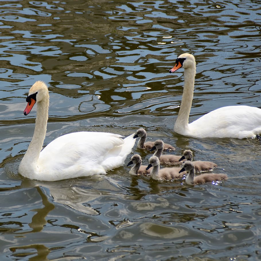 swan family, swan chicks, chicks, waterfowl, swimming birds, river, bird, lake, water, animal themes