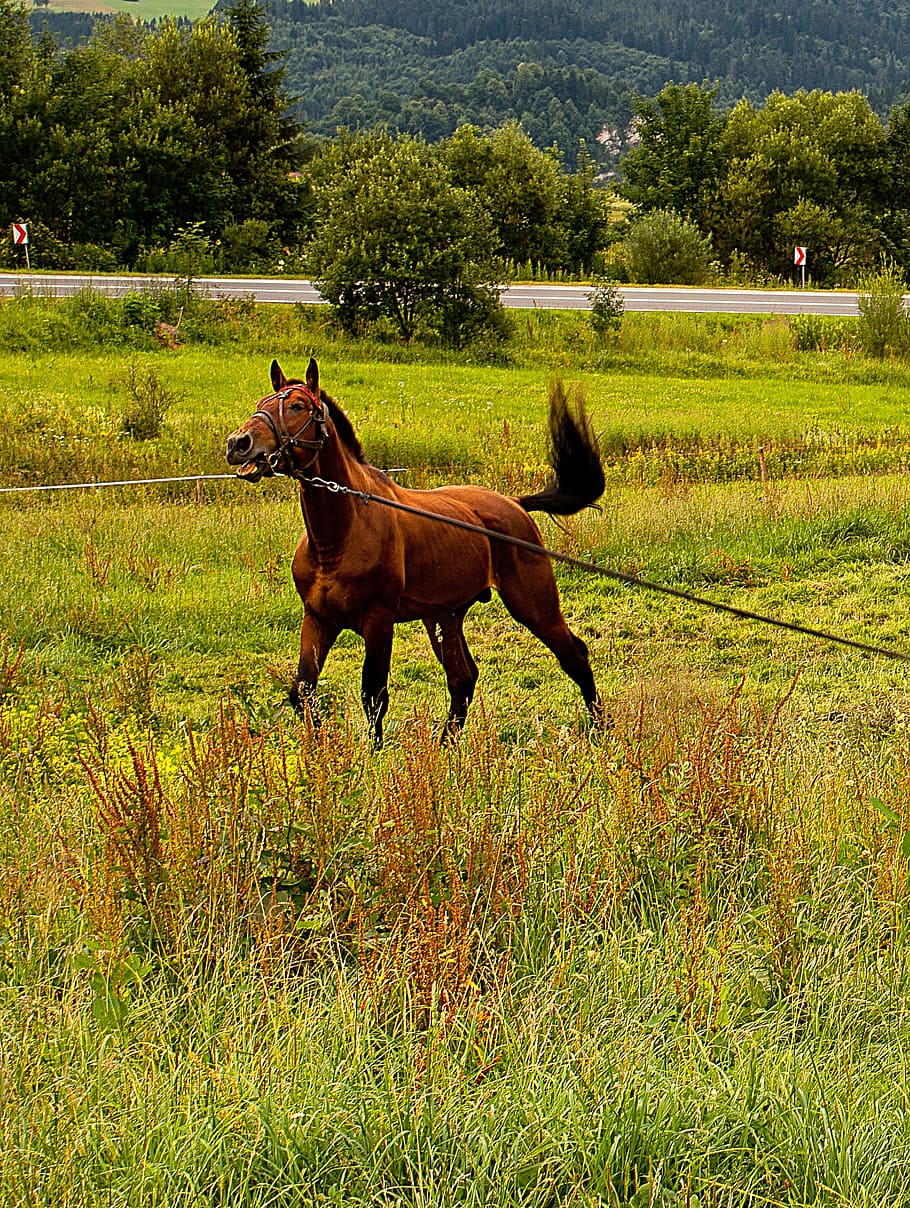 the horse, animal, head, pony, tail, bridle, lasso, meadow, pasture land, attached