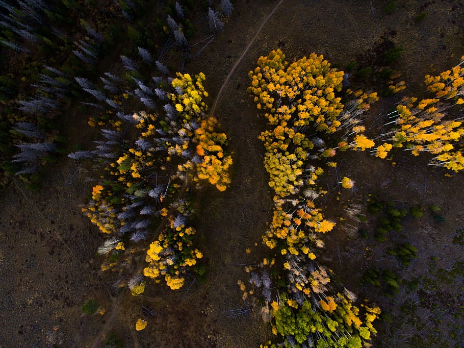 top, view, yellow, flowers, aerial, trees, forest, woods, autumn, fall