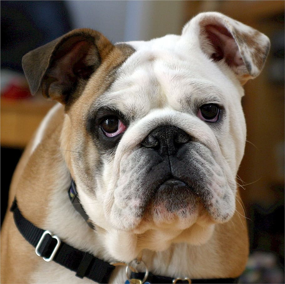 white, brown, bulldog, english bulldog, canine, dog, adorable, portrait, tenacious, mammal