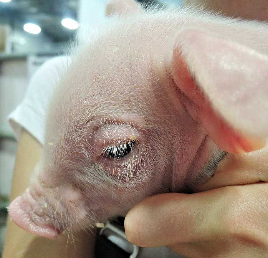 Show, Piglet, Animal, Pig, Canada, show piglet, baby, new born, one animal, human body part