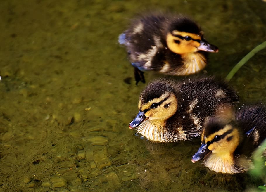 three black-and-yellow ducklings, black and yellow, chicks, mallard, baby, swim, small, cute, sweet, funny