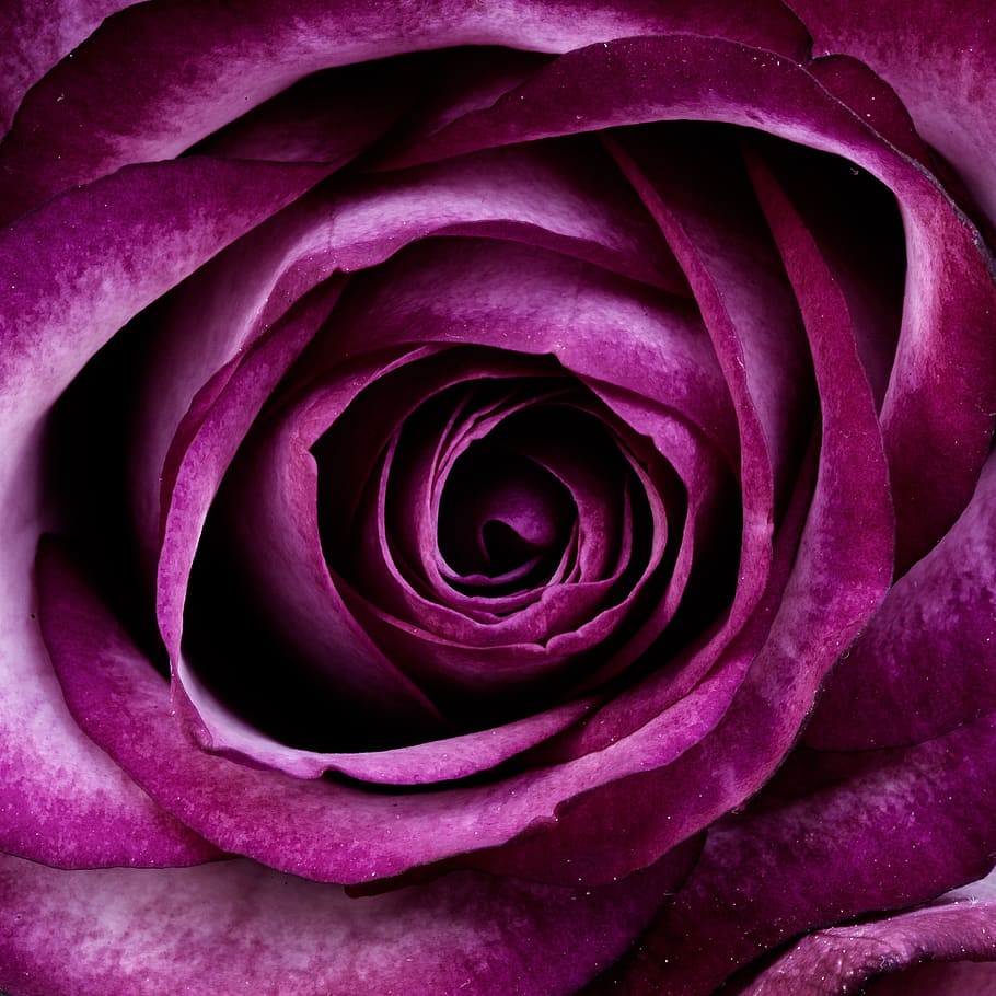 rosa púrpura, planta, hojas, naturaleza, hoja, floración, flores, rosa, Flor, planta floreciente