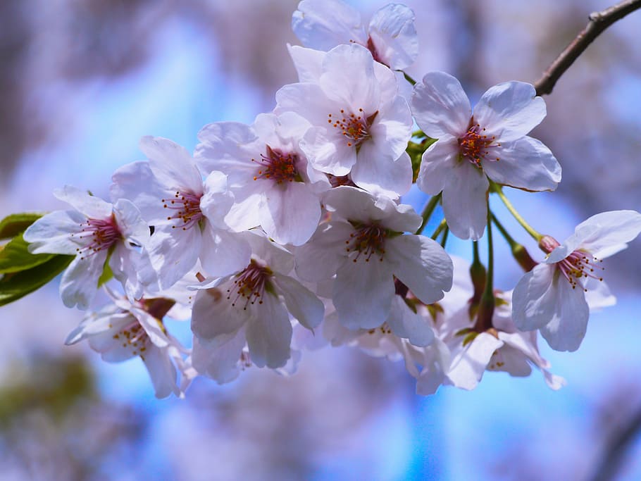 cereza, flores de cerezo, rosa, verde, hoja, karen, lindo, fresco, tranquilo, japón