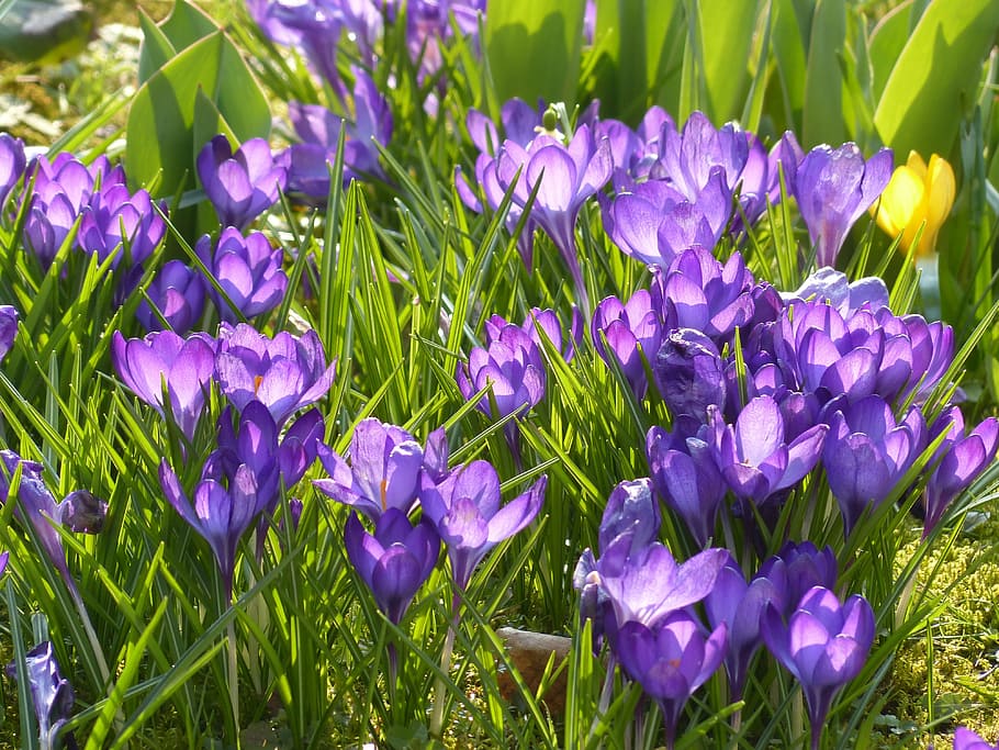 azafrán, amarillo, púrpura, violeta, azul, floración, flor, planta, naturaleza, primavera