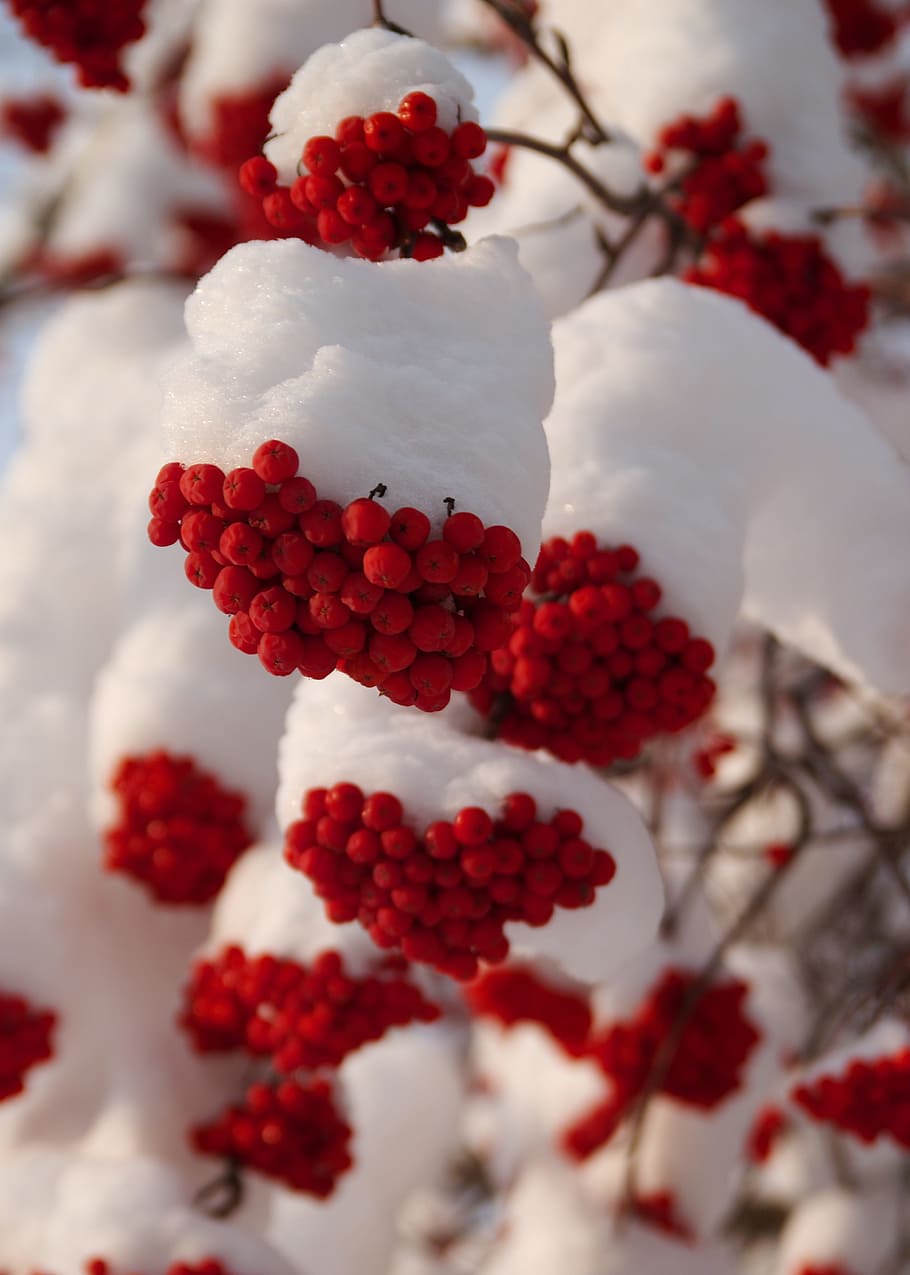 fotografía de primer plano, redondo, rojo, frutas, invierno, bayas de serbal, naturaleza, nieve, bayas rojas, baya