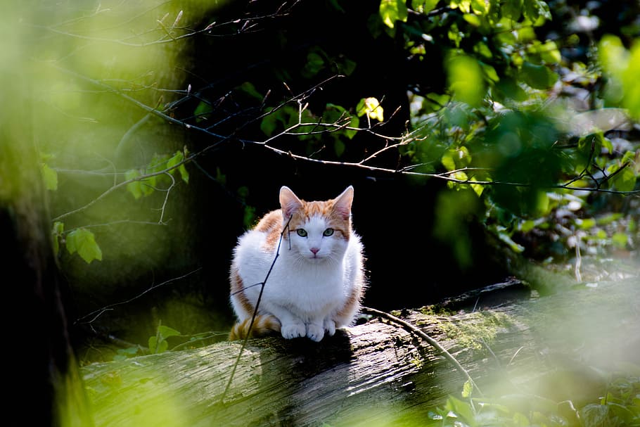 orange, tabby, cat, wood log, forest, kitten, nature, curious, view, domestic cat