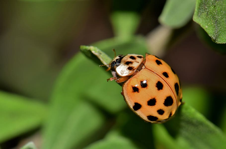 ladybug, ladybird, lady beetle, harlequin lady beetle, multicolored, multivariate, pumpkin lady beetle, bug, flying insect, winged insect