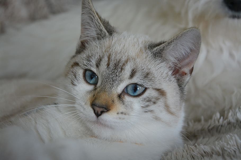 closeup, white, gray, cat, kitten, cat eyes, blue eyes, moustache, feline, animal