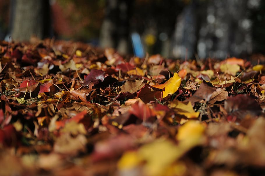 leaf litter, ground, selective, photography, daytime, leaves, autumn, fall, nature, colors